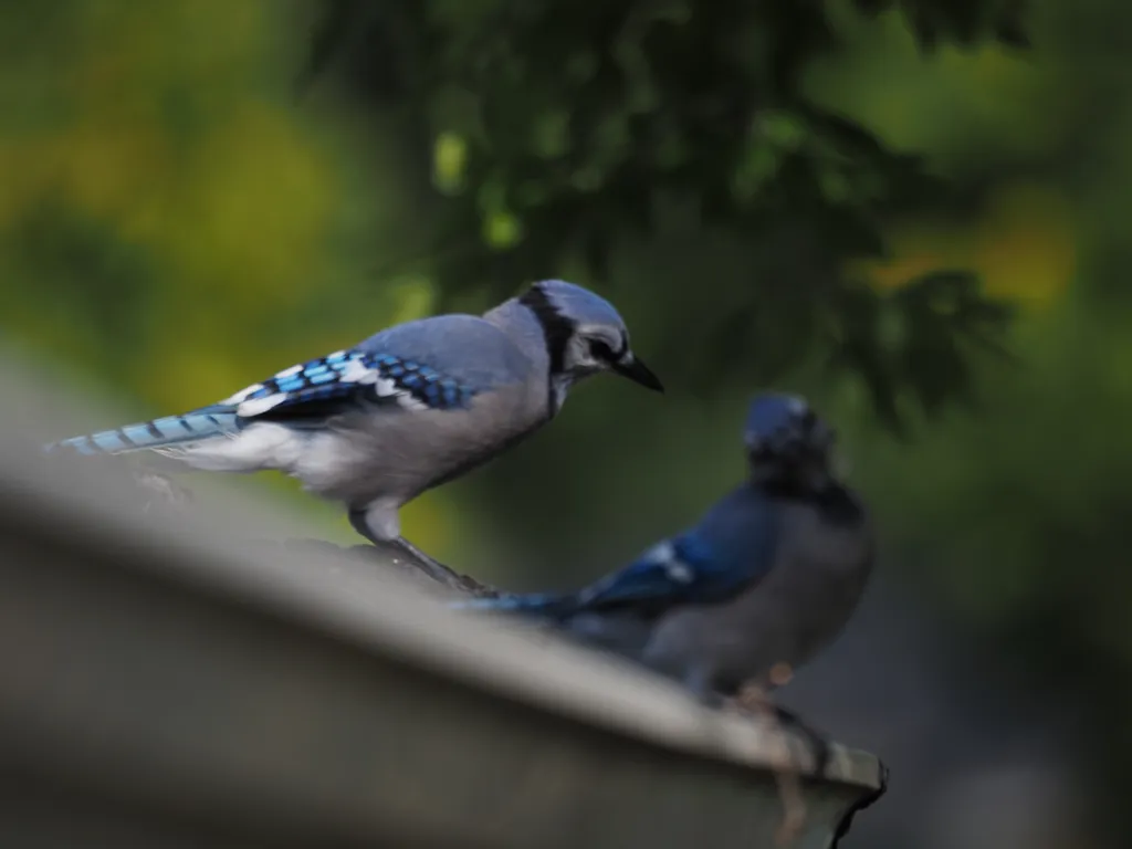 a pair of bluejays on an eavestrough