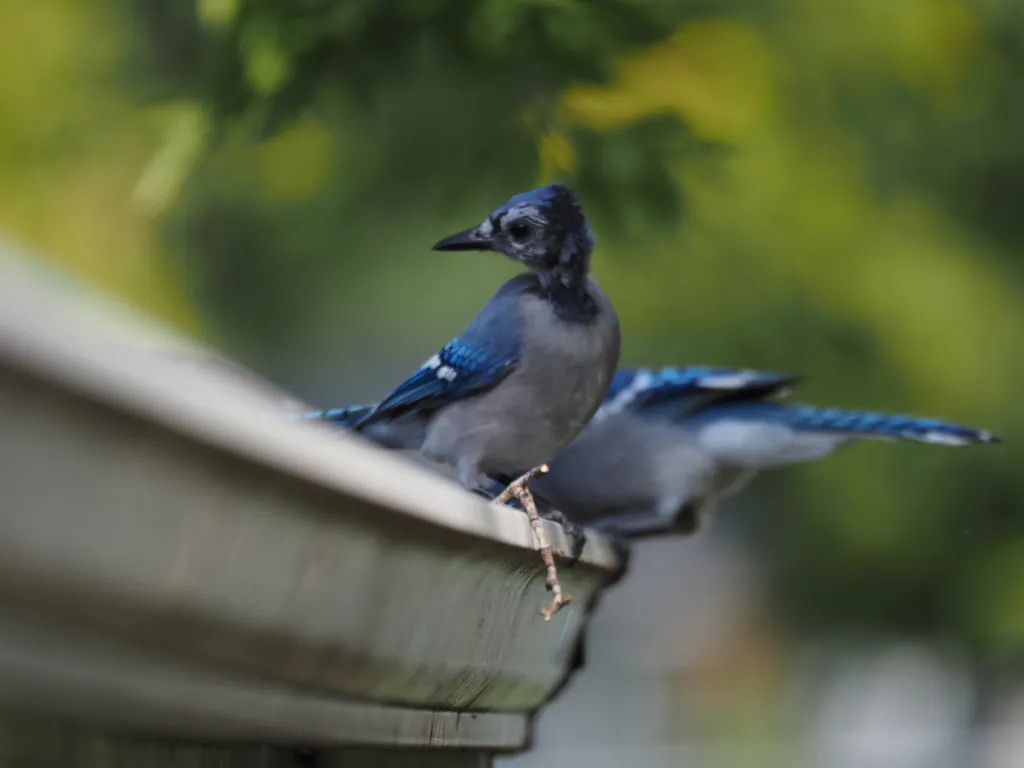 a pair of bluejays on an eavestrough