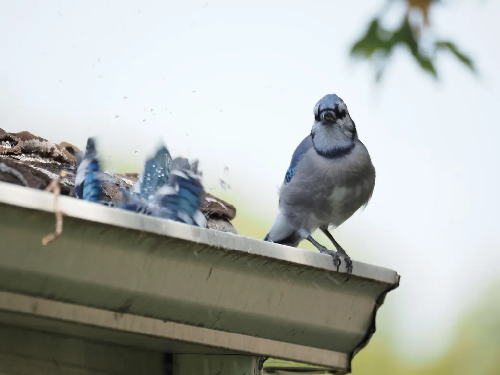 a pair of bluejays on an eavestrough