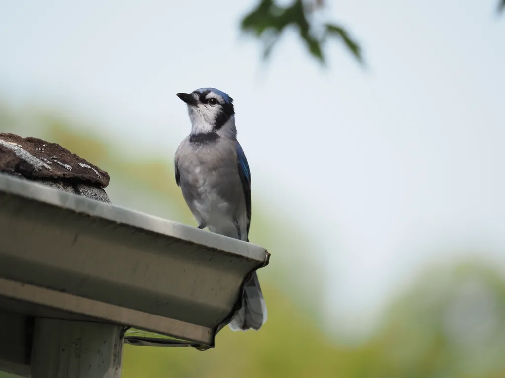 a bluejay on an eavestrough