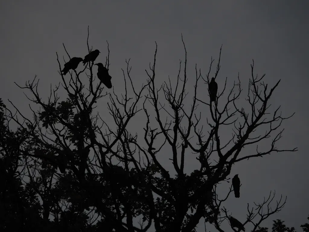crows in a tree