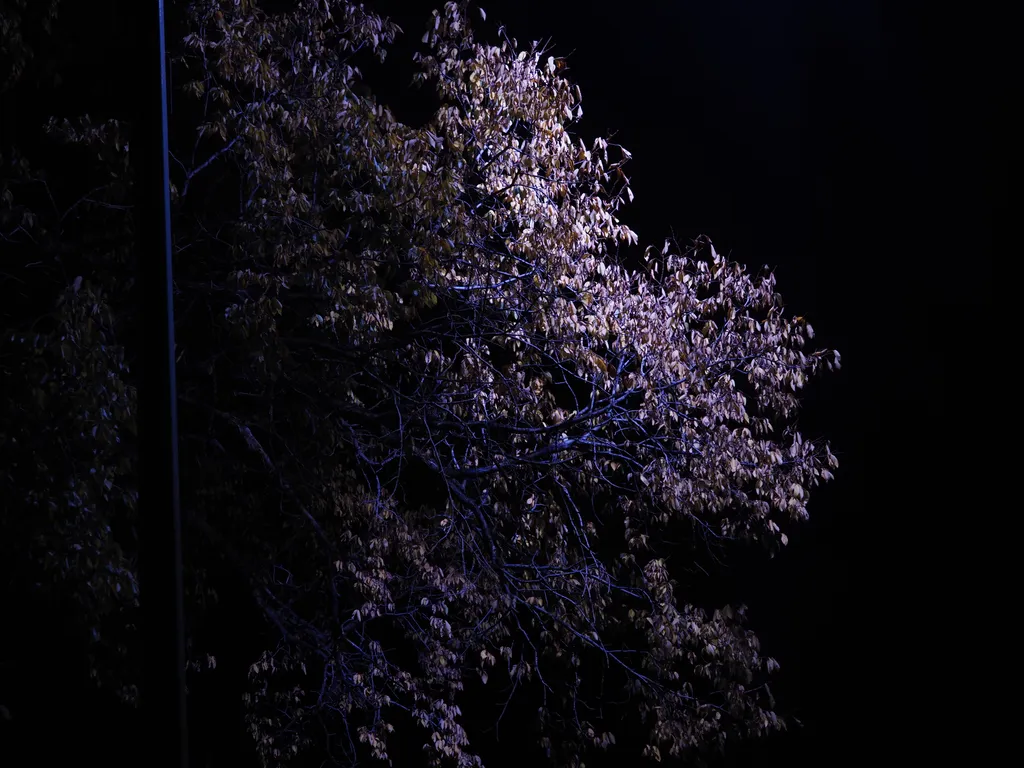 a tree lit up at night