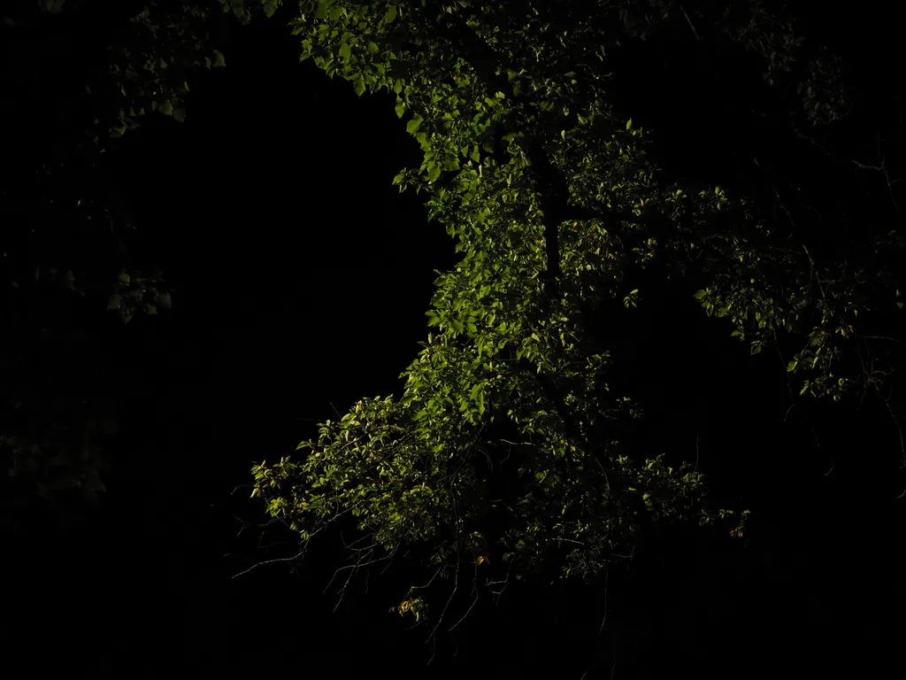 a tree lit up at night