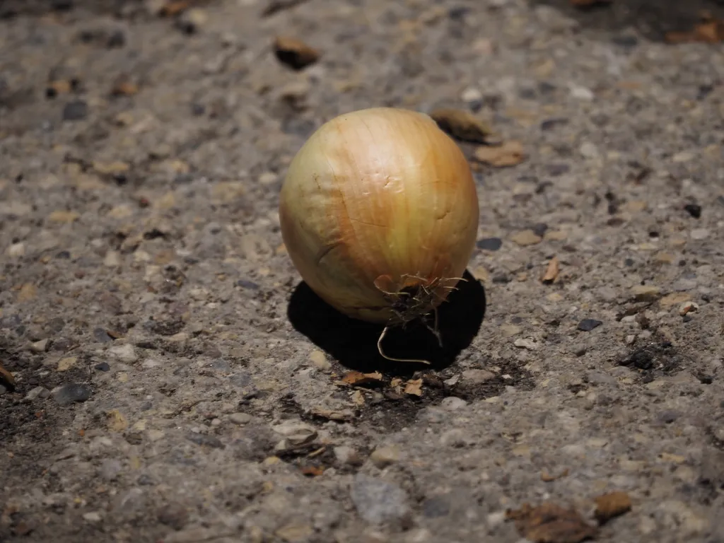 an onion sitting alone on the conrete at night