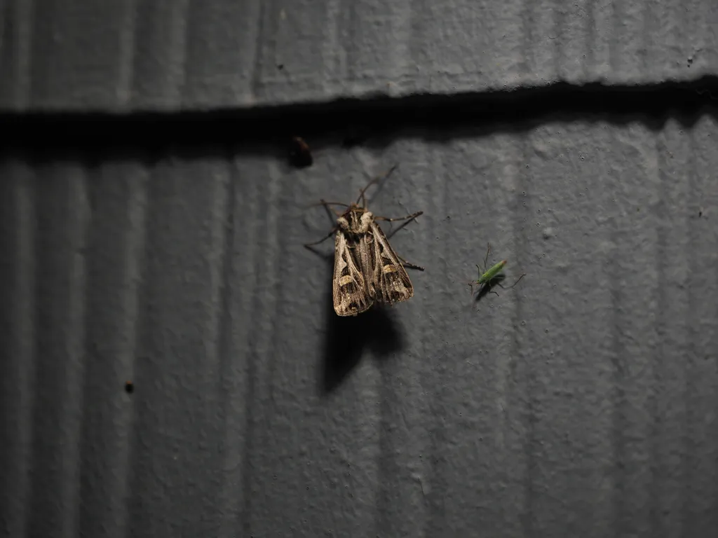 a moth on a wall