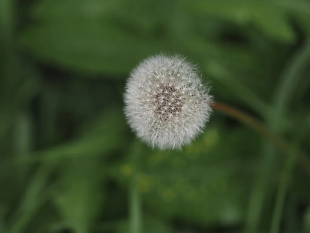 a dandelion ready to seed