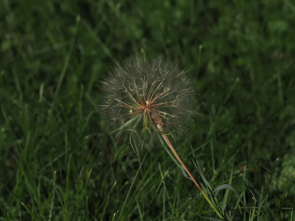 a plant with big puffy seeds