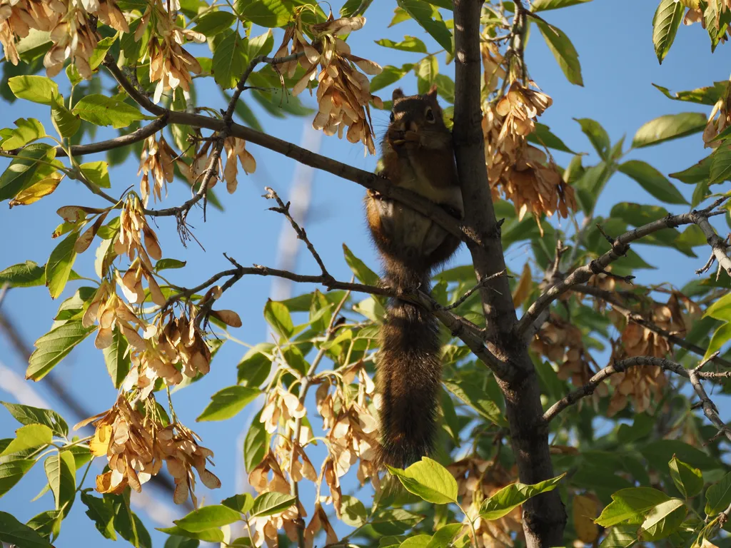 a squirrel eating seeds in a tree