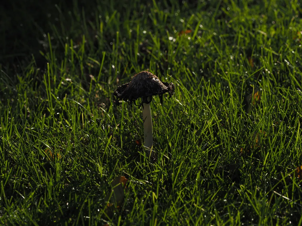 a mushroom in the grass