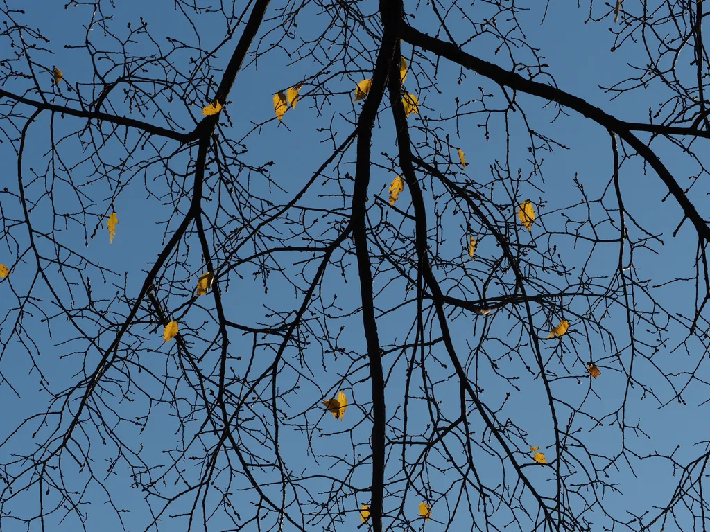scattered yellow leaves on otherise bare branches