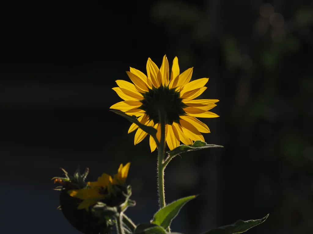 a sunflower from behind