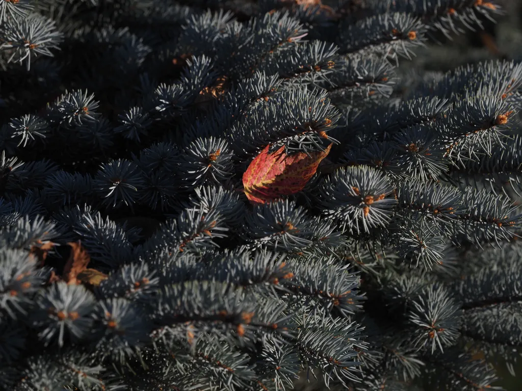 a fallen red leaf in the branches of a pine tree