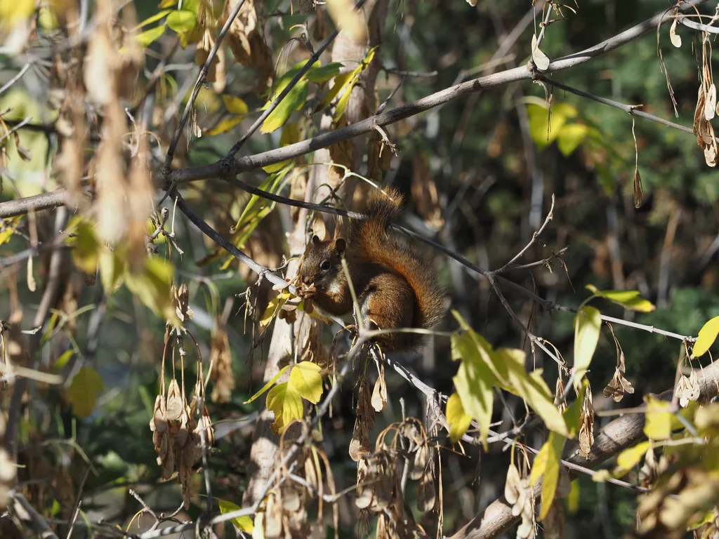 a squirrel eating in a tree