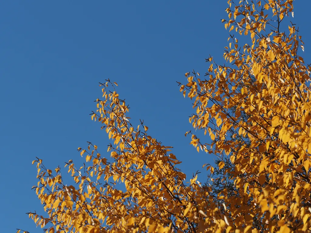 yellow leaves against a blue sky