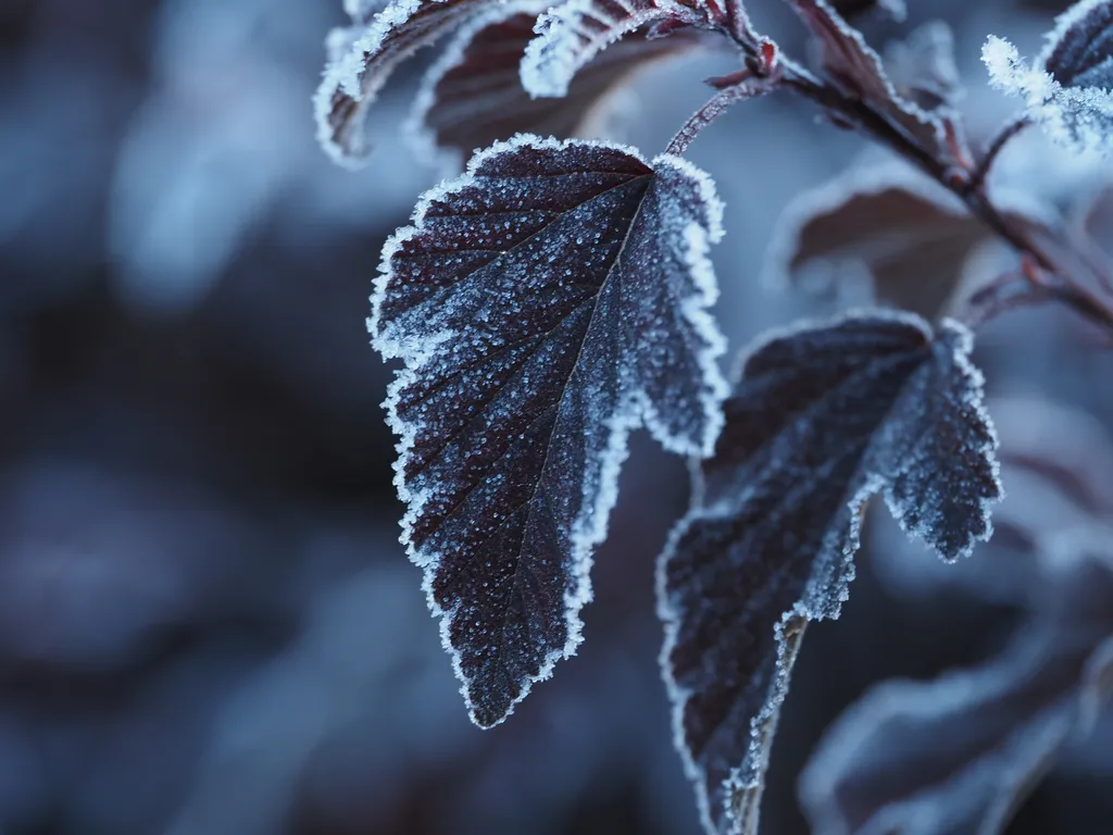 frost on dark leaves