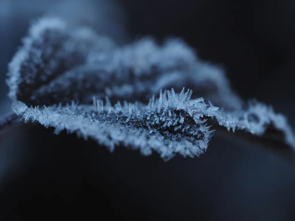 frost on dark leaves