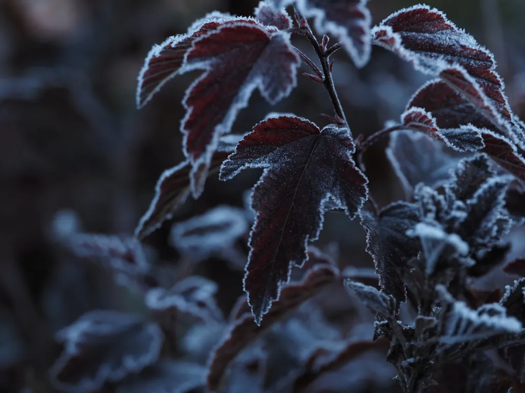 frost-covered leaves