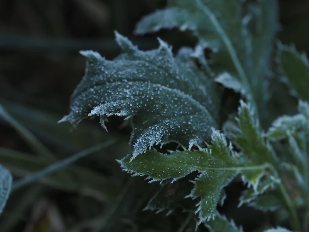 frost on plants