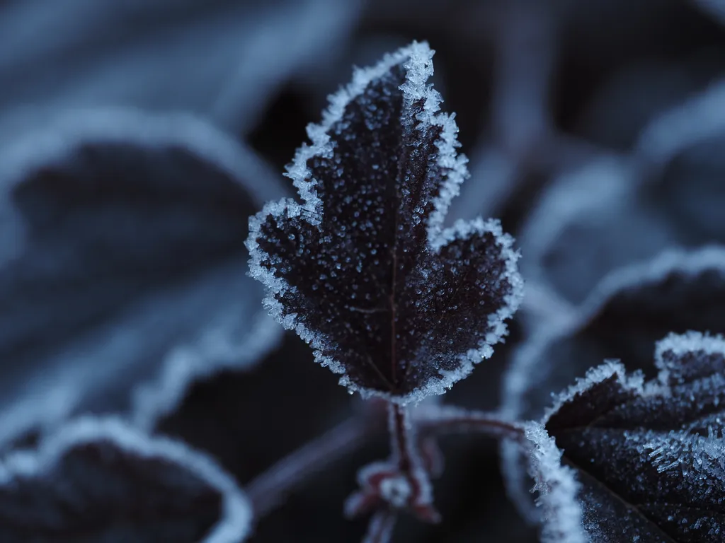 frost-covered leaves