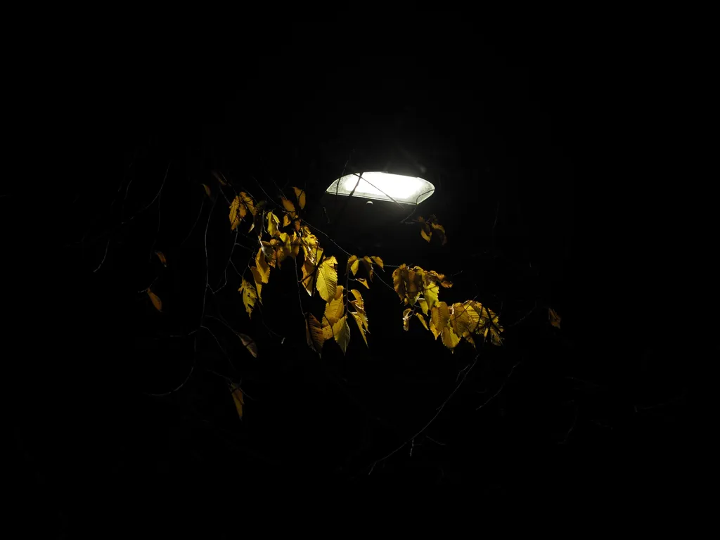 leaves lit by a streetlight