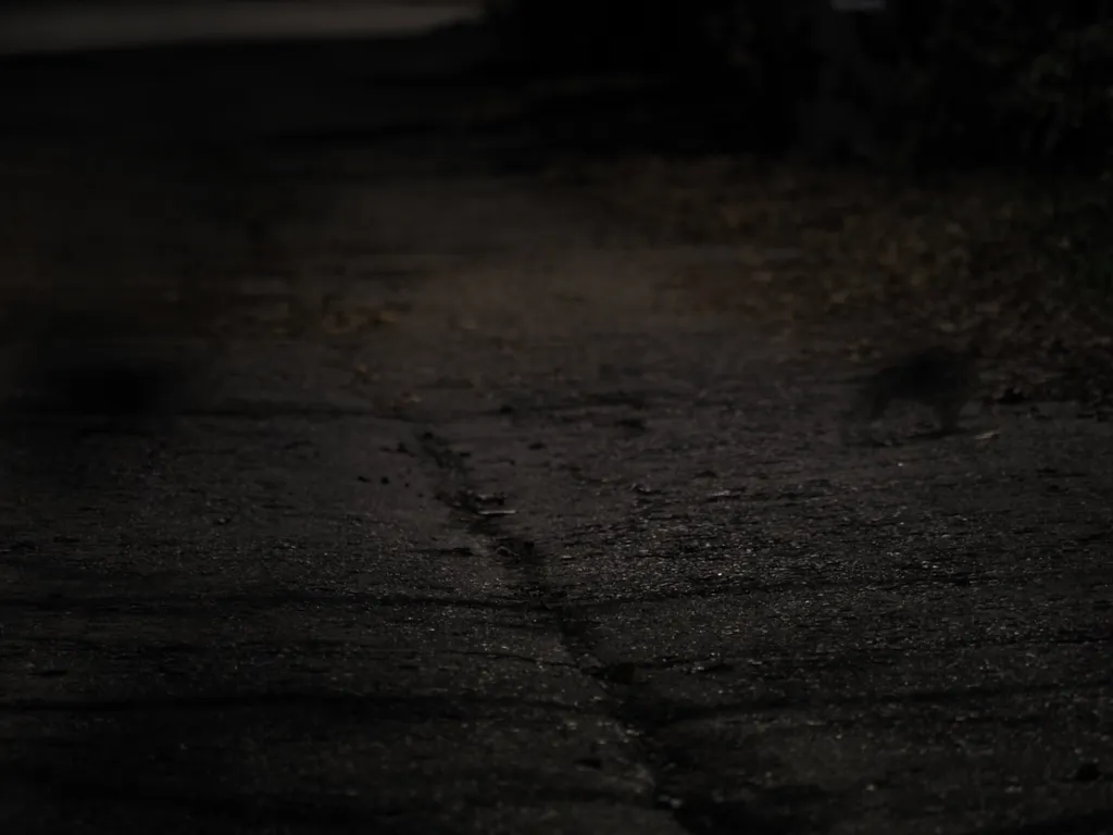 a rabbit in a back lane