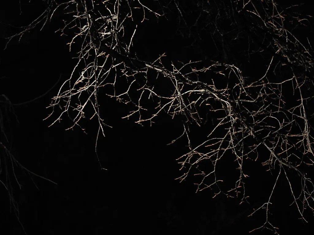 bare branches lit by a streetlight