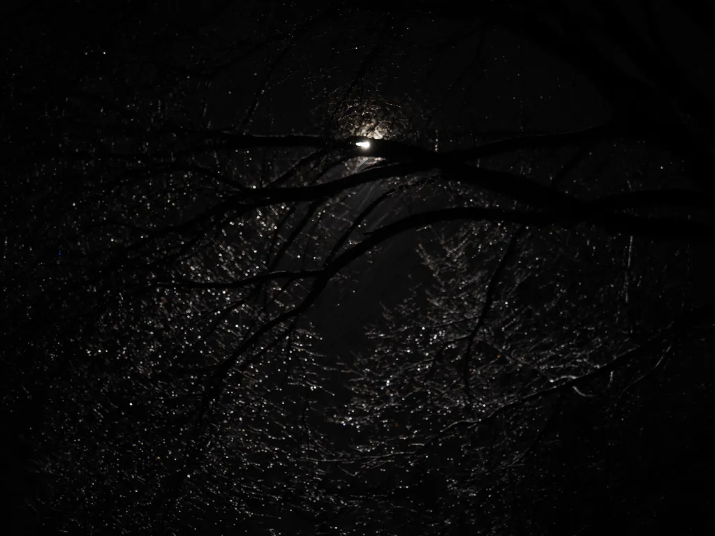 wet branches lit by streetlight