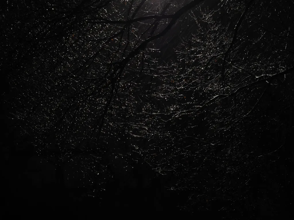 wet branches lit by streetlight