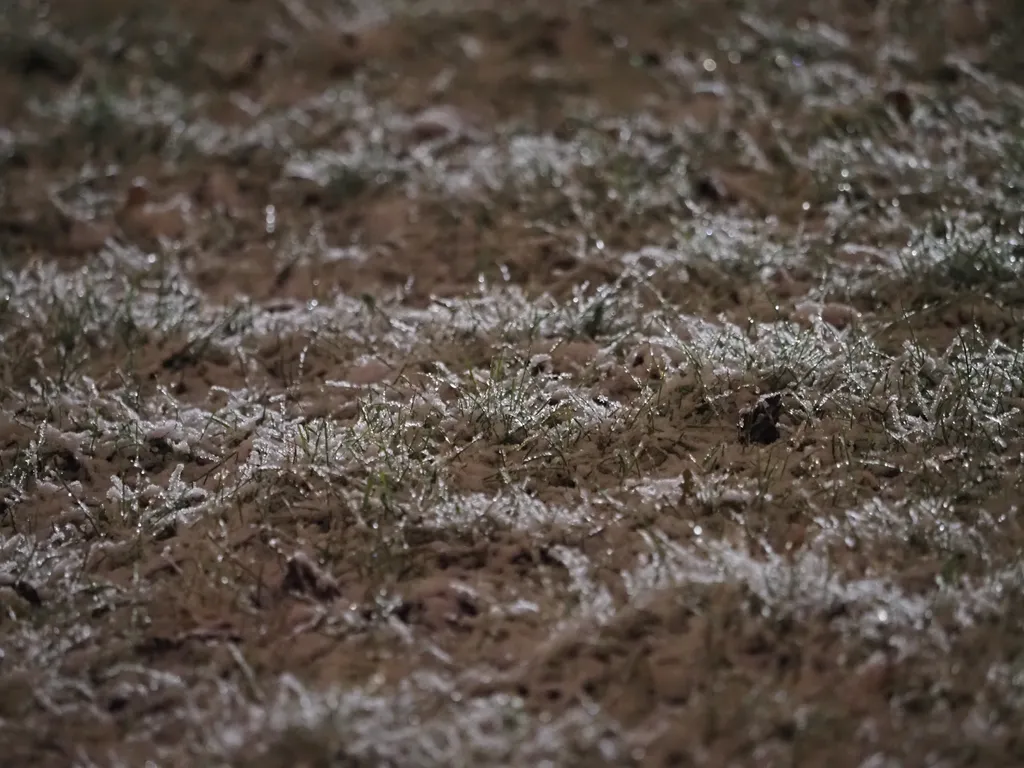 snowy grass