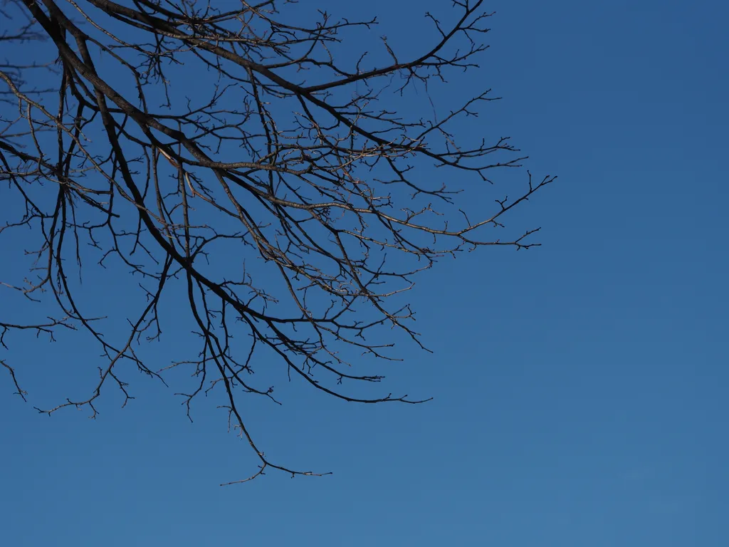 bare branches