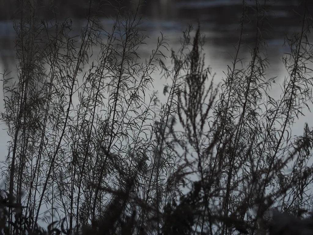 the river visible through tall plants