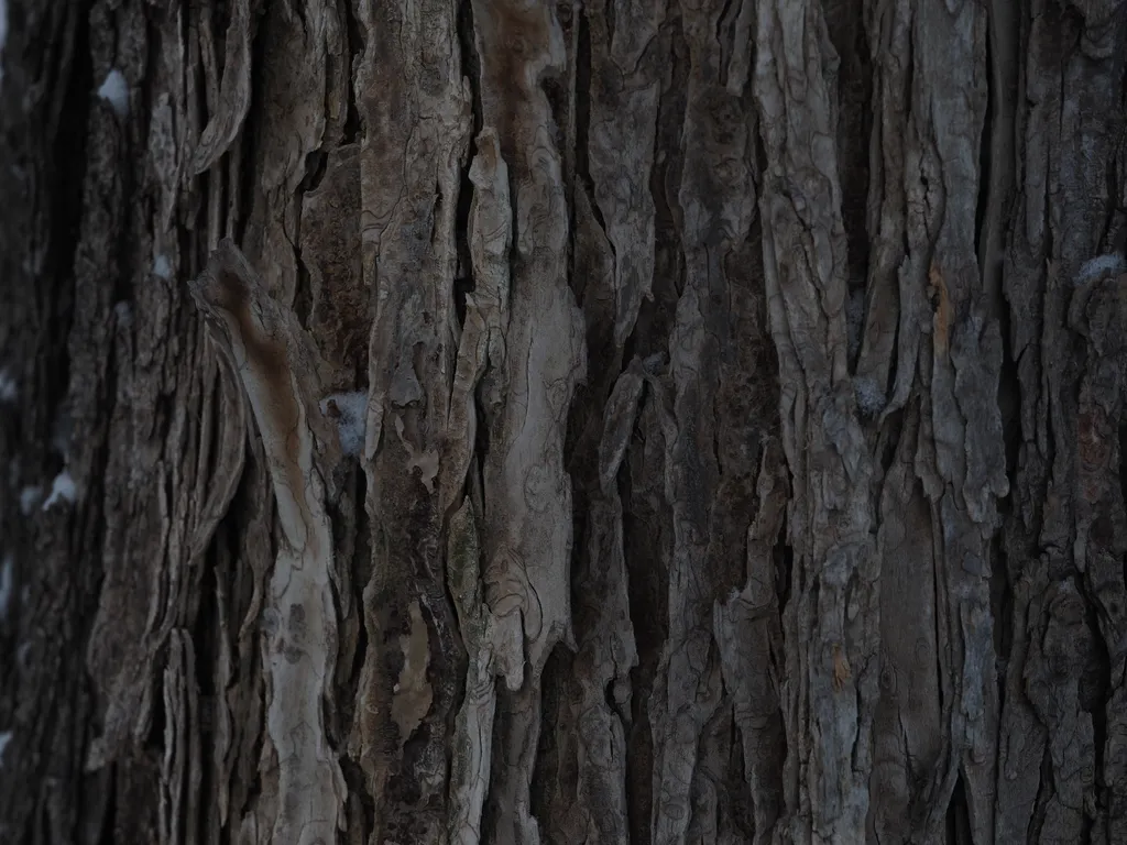 peeling bark