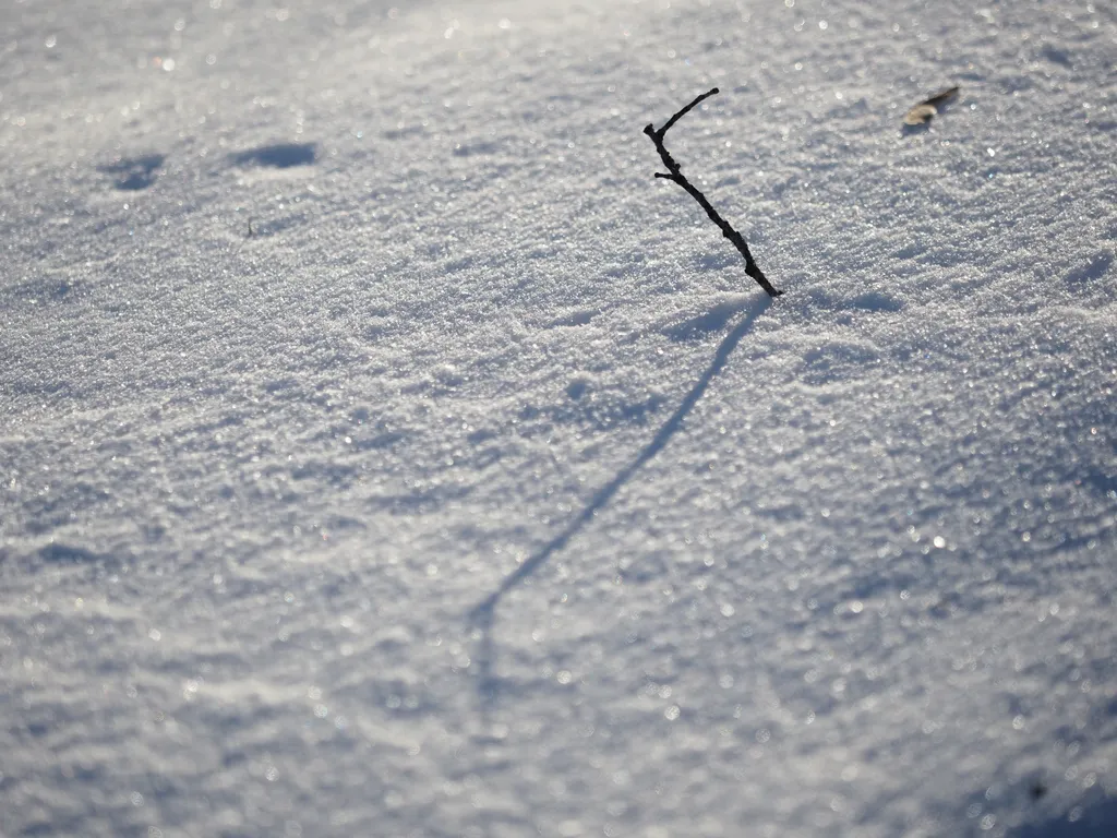 a twig casting a shadow