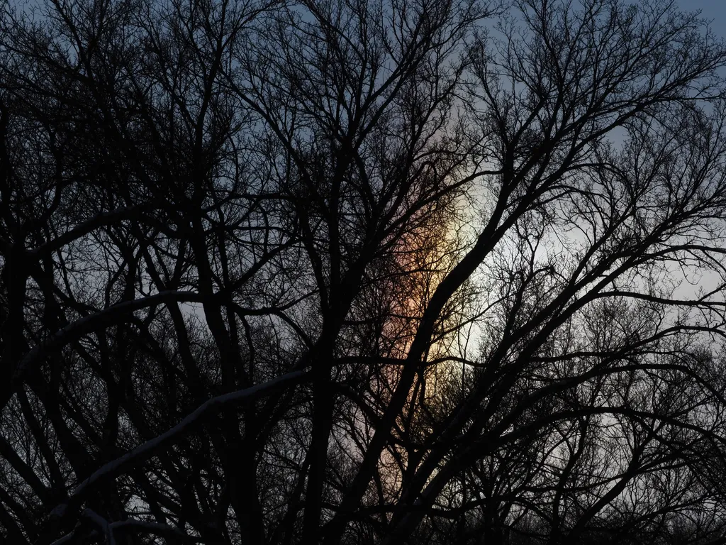 a sun dog behind trees