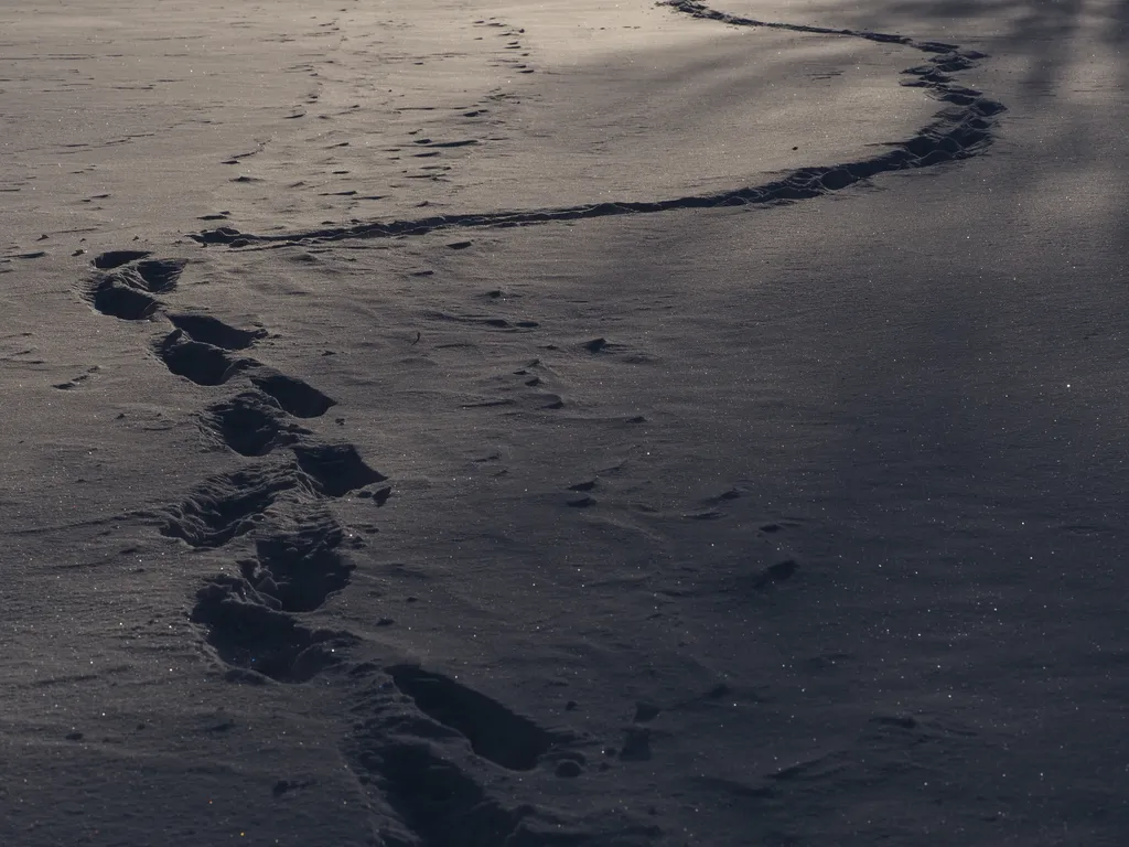 footprints in the snow