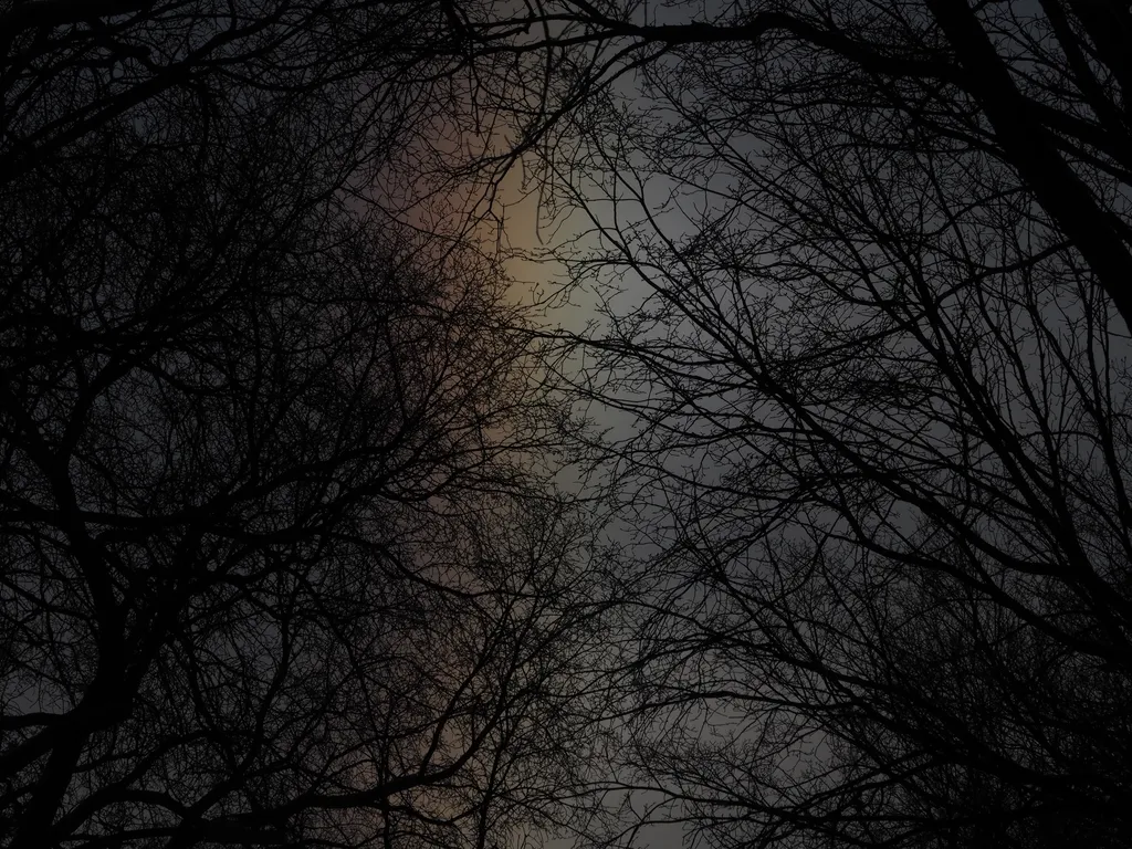 a sun dog behind branches