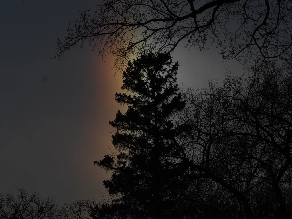 a sun dog behind a tree