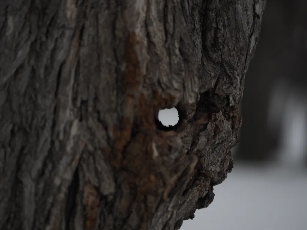 A hole through a tree where a chainlink fence was