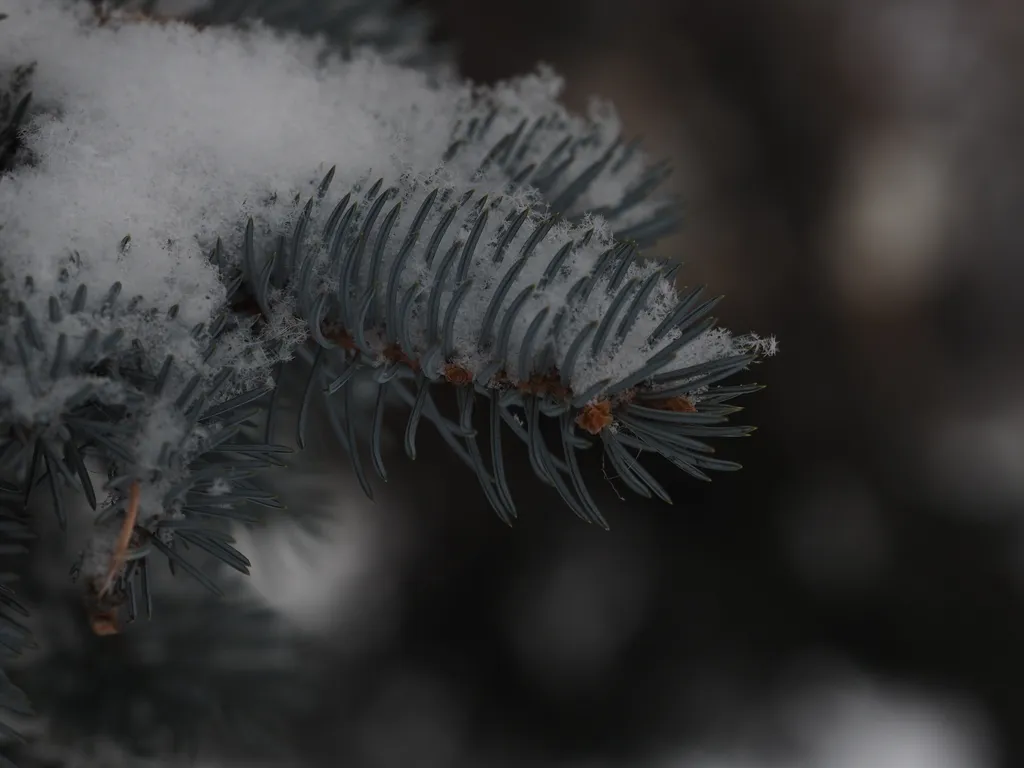 snow on a pine tree