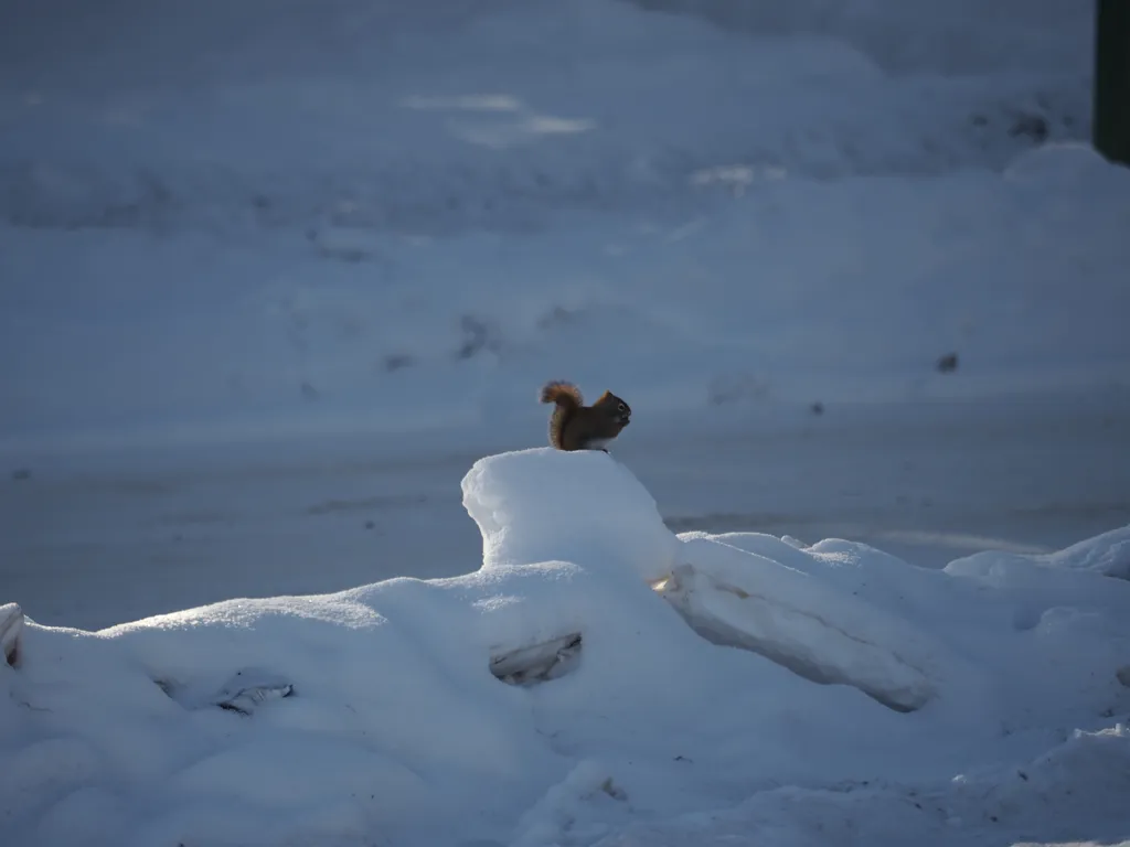 a squirrel standing on a large block of snow