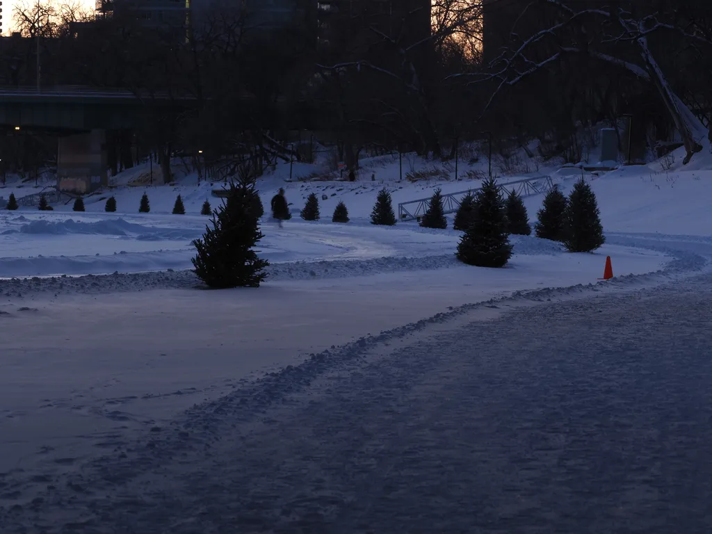 trees along a skating trail
