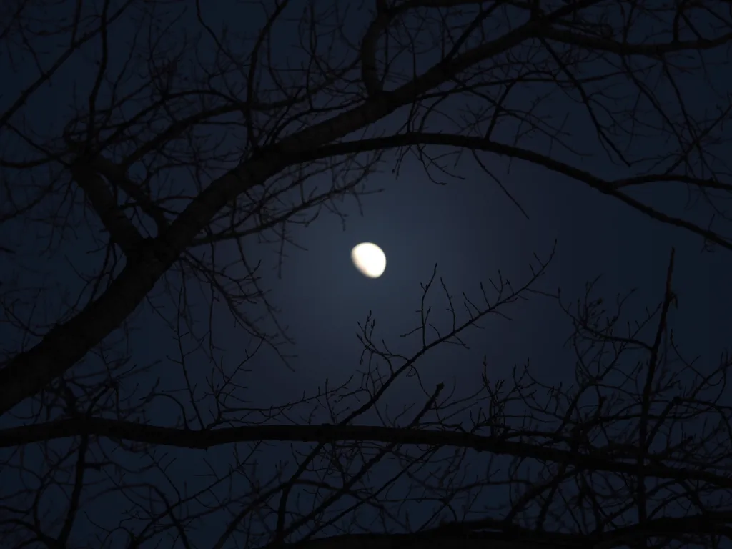 the moon behind trees