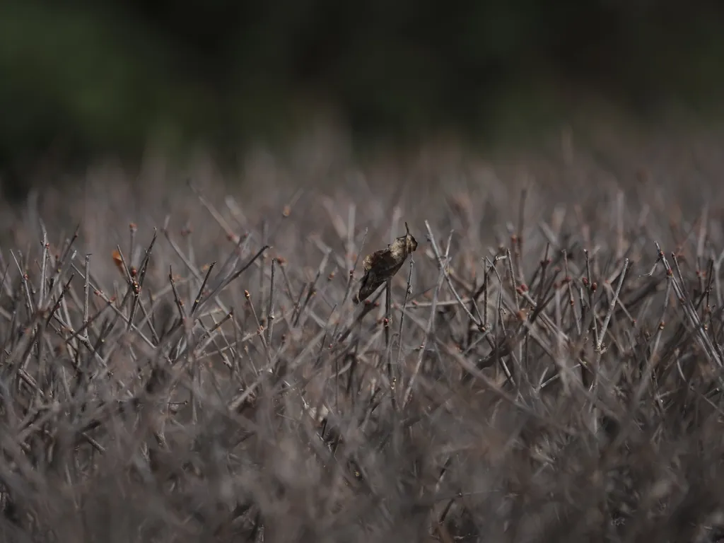 a fallen leaf resting on the bare branches of a shrub