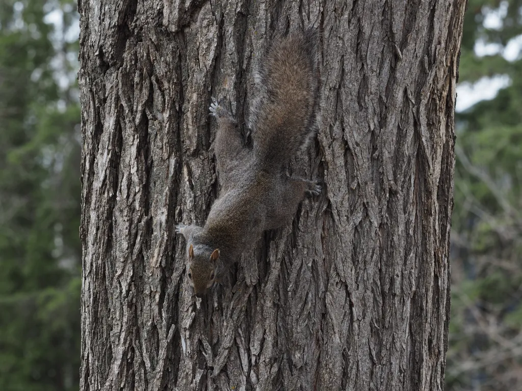a squirrel in a tree
