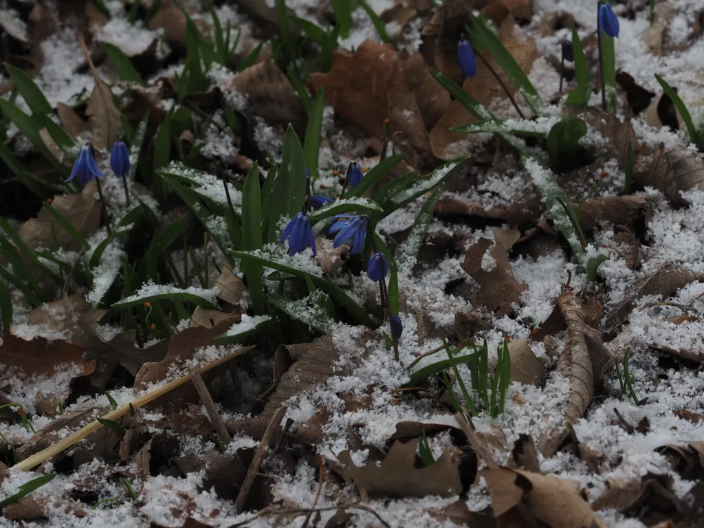 flowers surrounded by snow