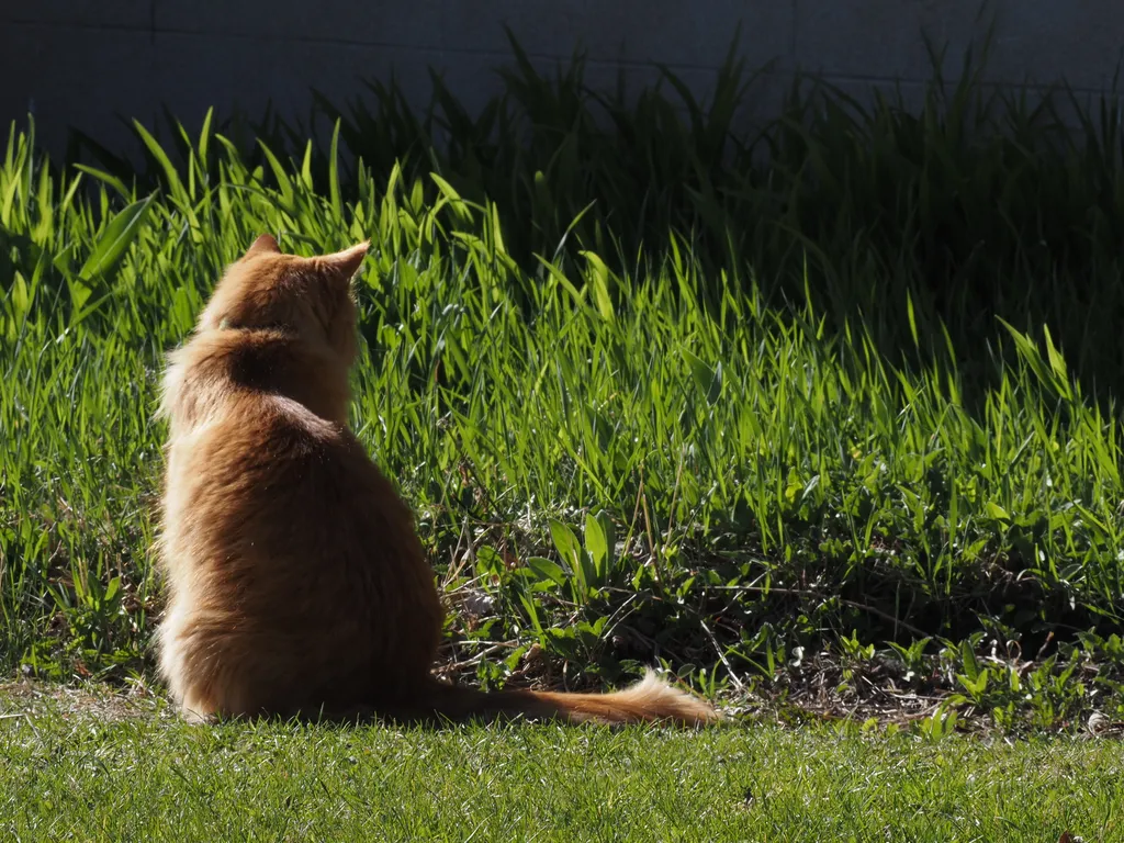 an orange grass sitting and staring attentively and staring into some long grass