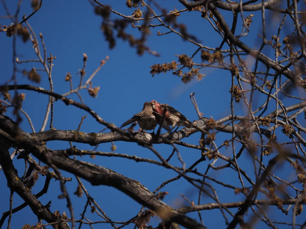 a pair of purple finches