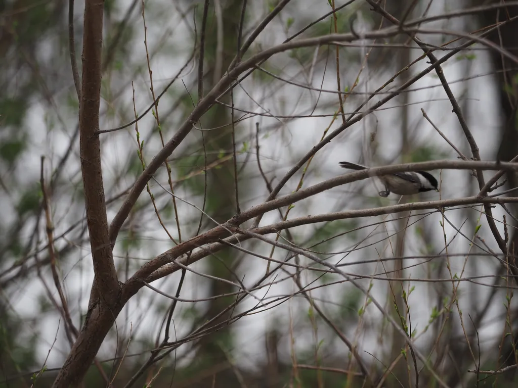 a bird taking off