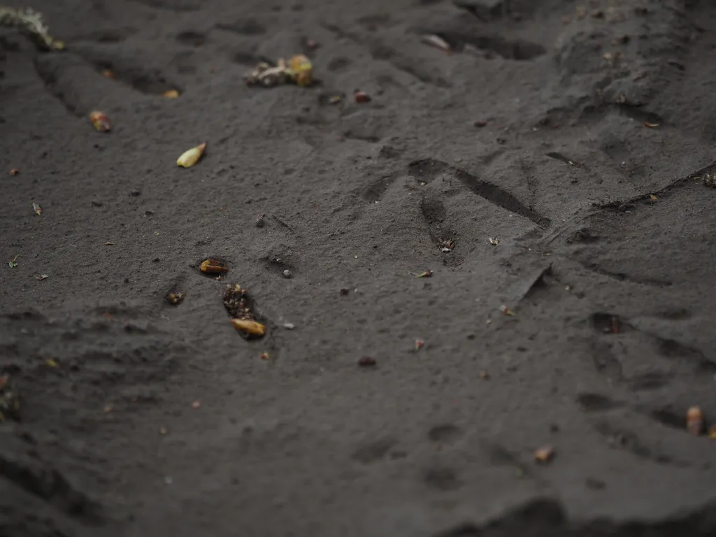 footprints in the mud