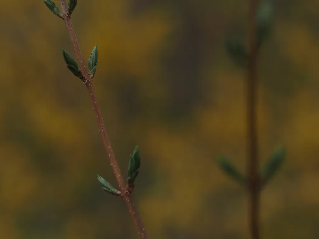 budding branches